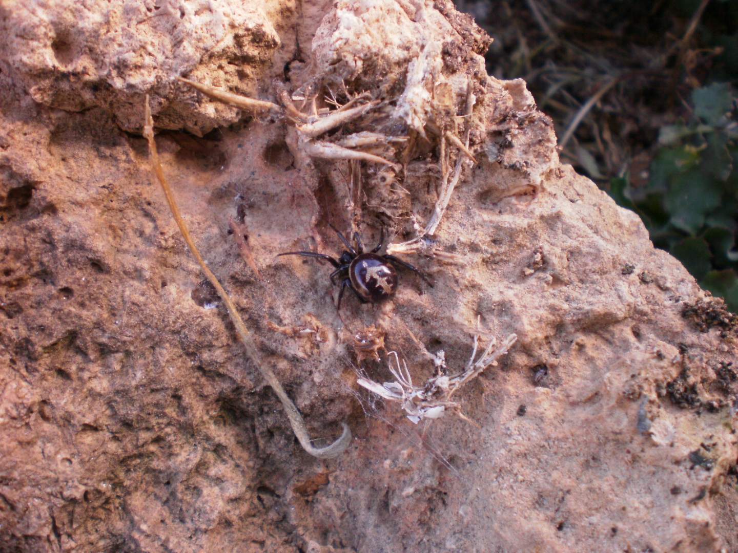 Giovane maschio di Steatoda paykulliana - Lampedusa (AG)